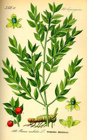 290px illustration ruscus aculeatus0