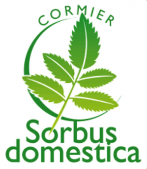 Association Sorbus domestica