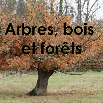 Arbres bois forets