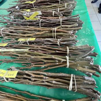 Bourse aux Greffons