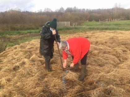 Plantation Osier Décembre 2020