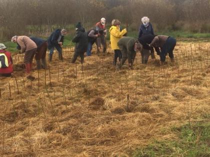 Plantation Osier Décembre 2020