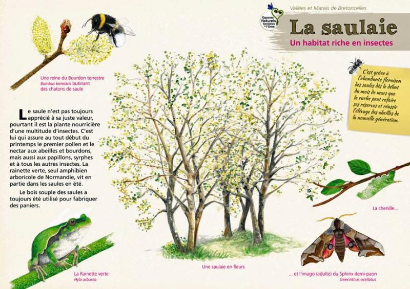La saulaie 1