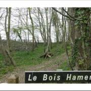 Le bois hameri