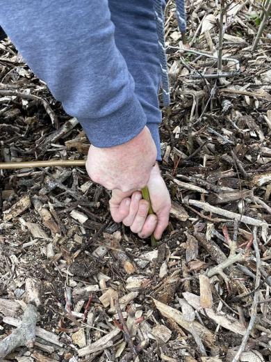 Replantation d'osier tout fin...