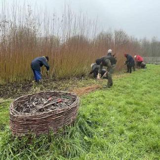 Wicker harvest in December 2023